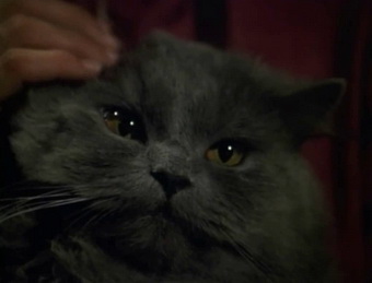 Il gatto nero
