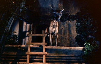 The Hound of the Baskervilles