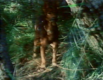El perro